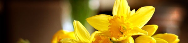 yellow_flowers